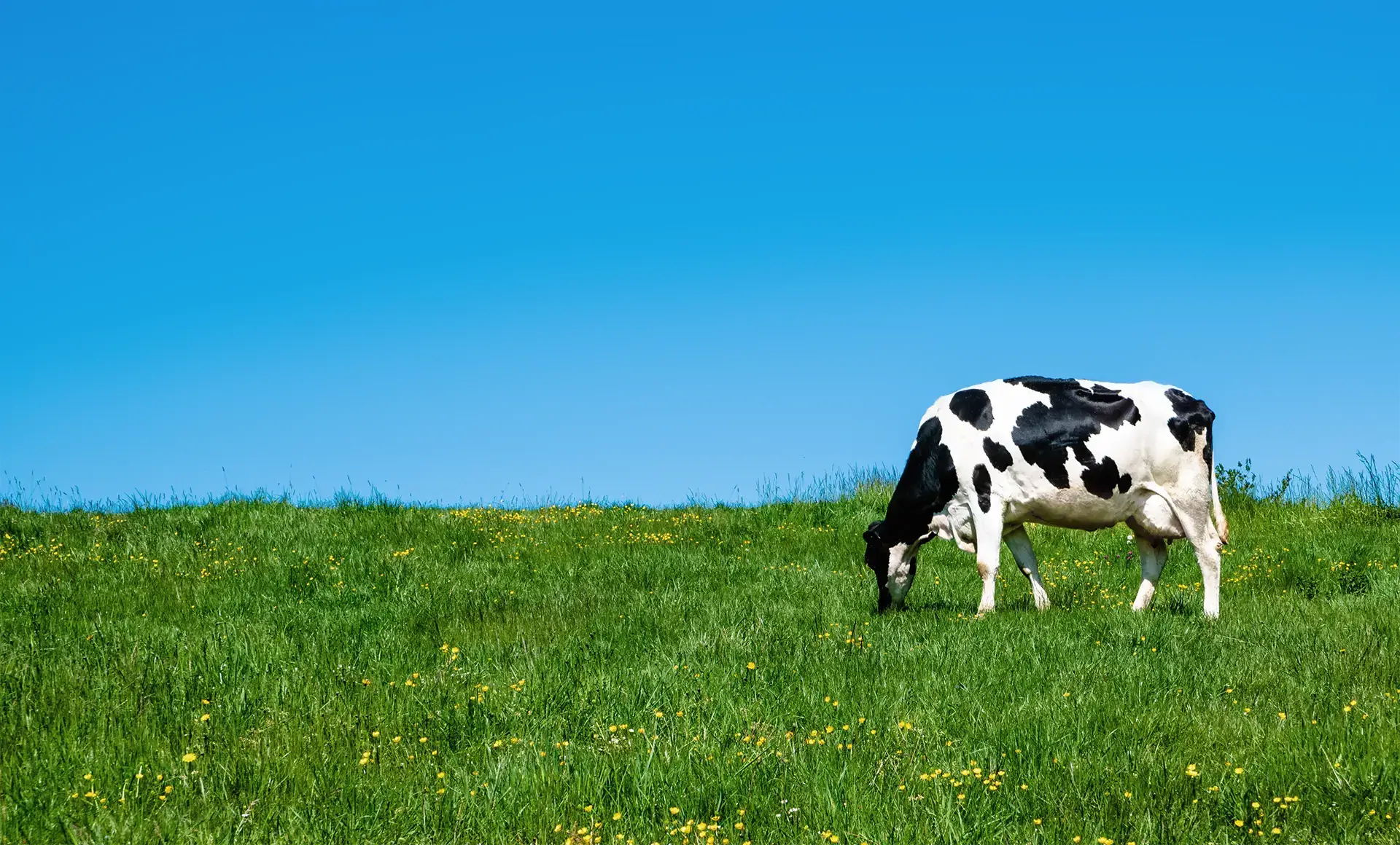 Cow grazing pasture